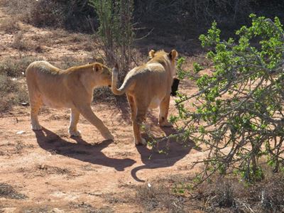 Ontmoet Buffelsdrift se leeus
