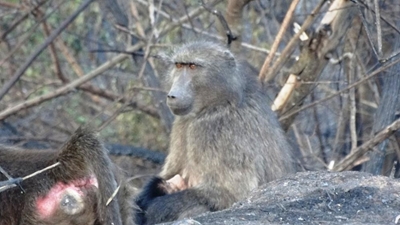 Baboon mom and baby survive fire