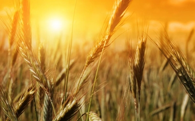 Wheat production gets boost in Zimbabwe