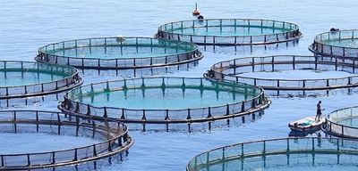 World Aquaculture Conference in Cape Town