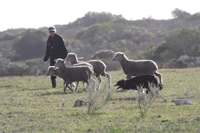 Sheep dog trials: a test of obedience