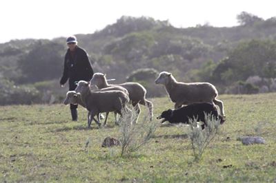 Sheep dog trials: a test of obedience