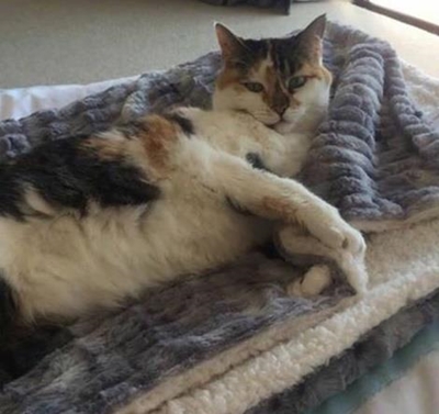 13-year-old family cat missing after fire