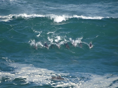 Dolphins frolic in Knysna