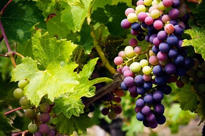 Why SA wine exports must move from bulk to brands