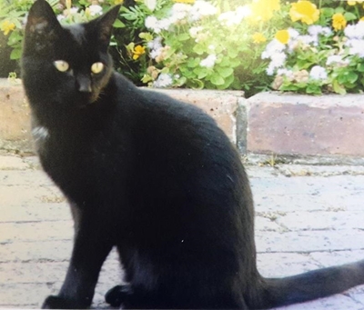 Woman desperately looking for her cat