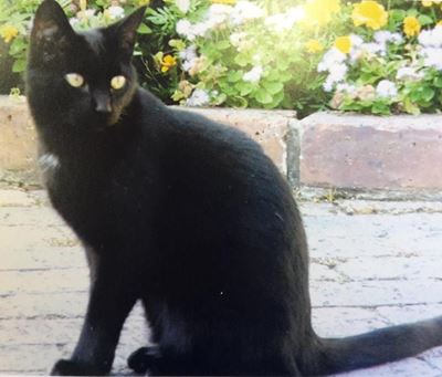 Woman desperately looking for her cat