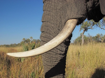 3 Bust for poisoning elephants