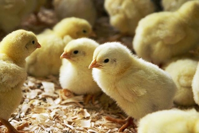 H5N6 bird flu outbreak reported on Free State farm