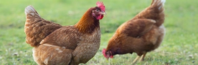 Sale of live hens banned