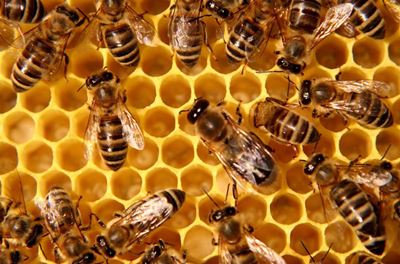 Honey producers hard-hit by fires