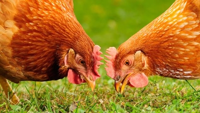 Live chickens on sale despite bird flu ban