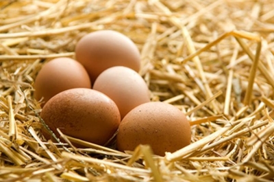 Egg producers extremely concerned about avian influenza