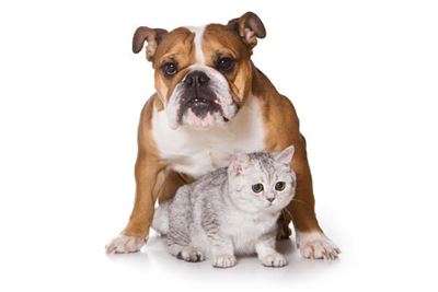 Have your pet microchipped