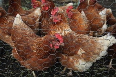 H5N8 virus: SPCA slams government for culling methods