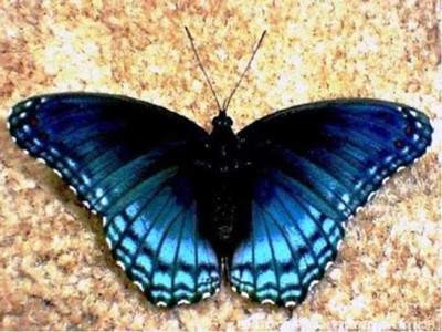 Famous Brenton Blue butterfly