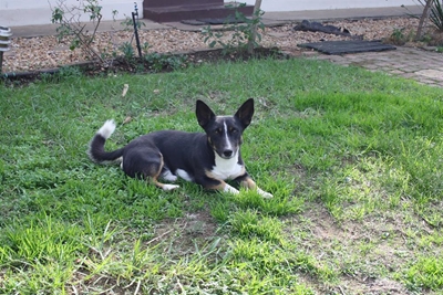 Verdwaalde hond soek sy eienaar