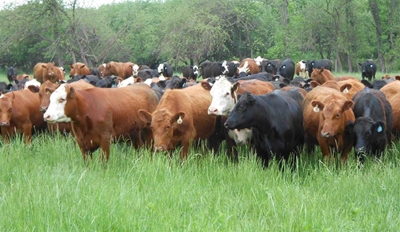 Animal health crucial to improve Africa’s protein production