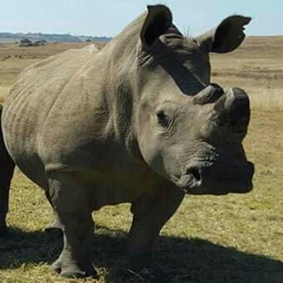 Rhino killed at Rietvlei nature reserve
