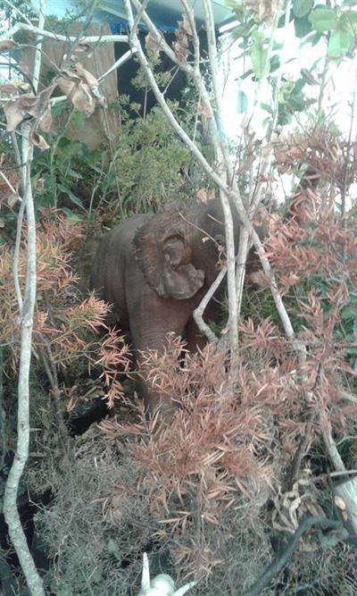 Magical forest experience at Oyster Festival