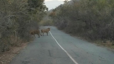 Search for missing lions continues