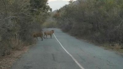 Search for missing lions continues