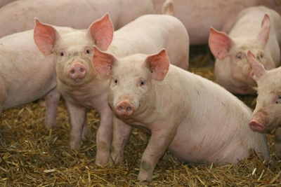 The many advantages of pigs