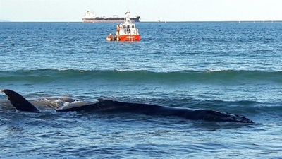 Opvolg: Walvis-redding onsuksesvol