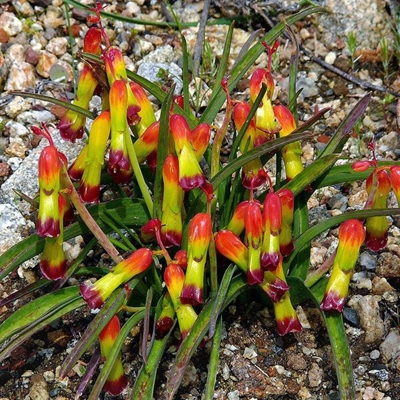 Bring colour into your winter garden
