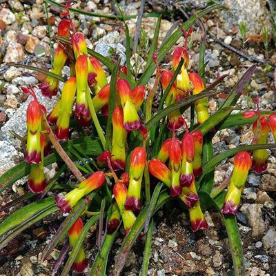 Bring colour into your winter garden