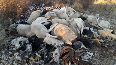 Hartseer boer wys hoe droogte vee op hope laat vrek