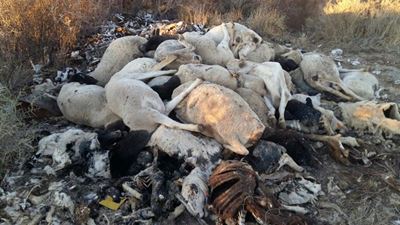 Hartseer boer wys hoe droogte vee op hope laat vrek