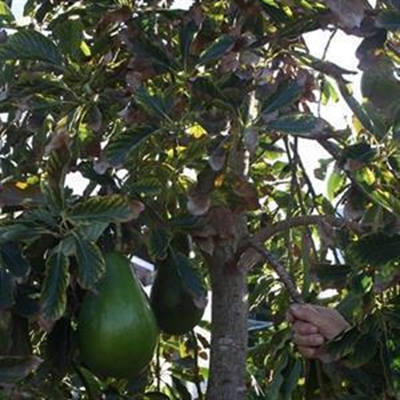 Vorsters spog met groot avokadopere
