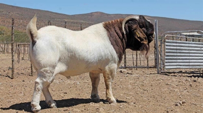 Successful Boer goat stud in the Hantam Karoo