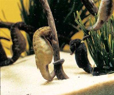 Learn more about the Knysna seahorse