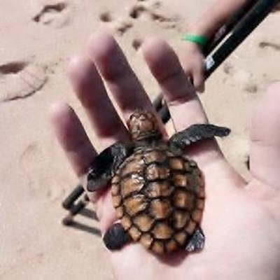 Let op skilpadjies op die strand