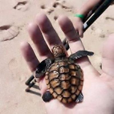 Let op skilpadjies op die strand