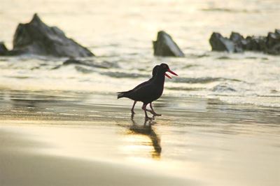 Don't disturb the Black Oyster Catchers!