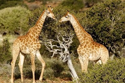 Discovering bushveld in the magical Karoo