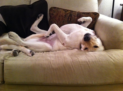 SPCA calendar competition