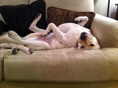 SPCA calendar competition