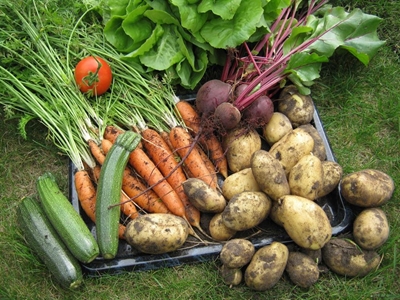 Avoid these garden mistakes