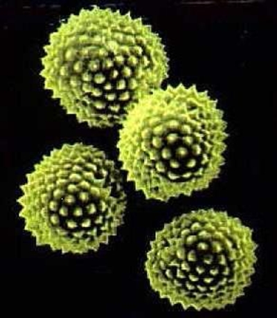 Hay fever and asthma - more reasons for combatting alien invader plants