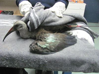 Update: Another hadedah killed