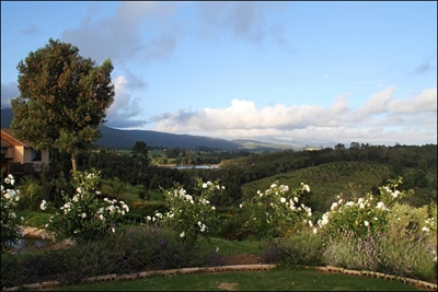 Hoekwil gardens open in November