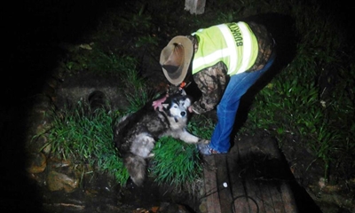Buurtwag red hond uit rioolpyp