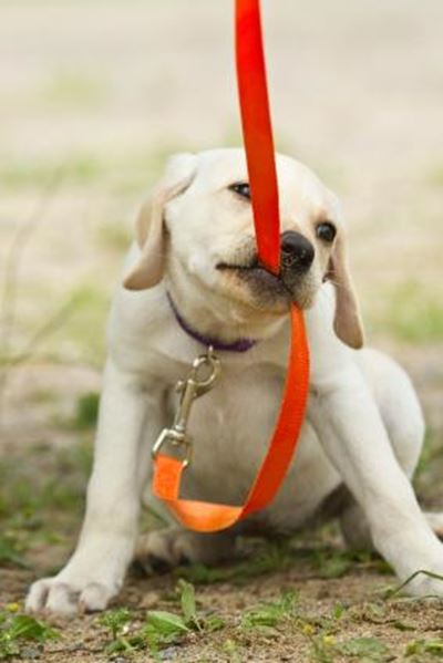 Fun for dogs at festival
