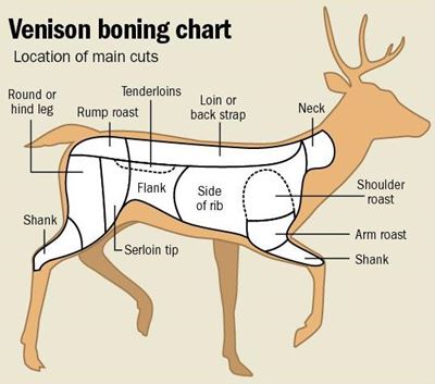 Know the cuts of venison
