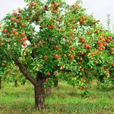 Vrugtebome vir 'n appel en 'n ei
