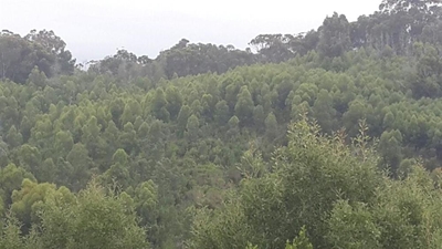 Workshop on invasive plants